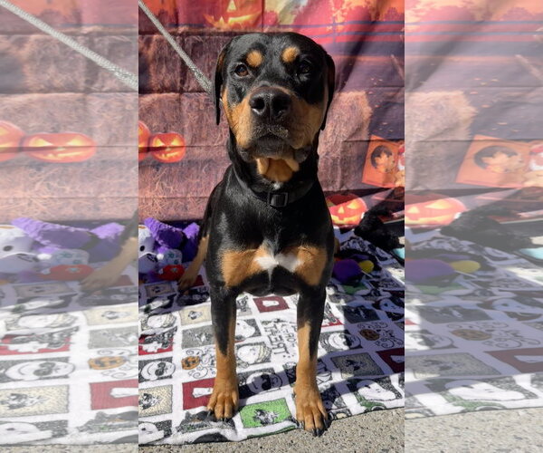 Medium Photo #6 Rotterman Puppy For Sale in Lake Elsinore, CA, USA
