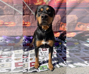 Chongers - Male Rotterman Dog for Adoption - Photo #6