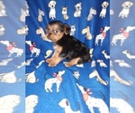 Small #7 Poodle (Toy)