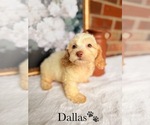 Small #12 Cockapoo