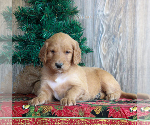 Irish Troodle Puppy for sale in HONEY BROOK, PA, USA