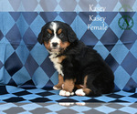 Small Photo #60 Bernese Mountain Dog Puppy For Sale in HARRISONBURG, VA, USA