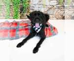 Small #2 Poodle (Standard) Mix