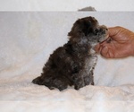 Small #12 Poodle (Toy)
