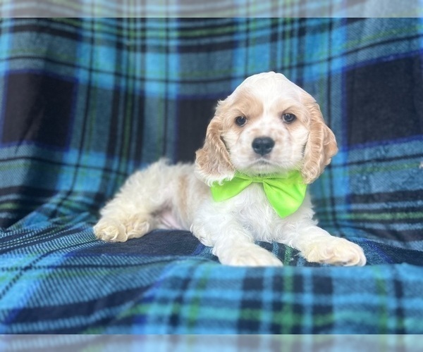 Medium Photo #2 Cocker Spaniel Puppy For Sale in LAKELAND, FL, USA