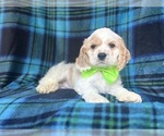 Small #1 Cocker Spaniel