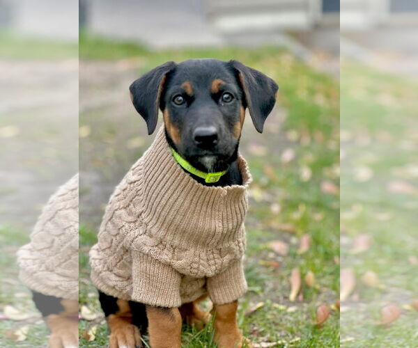 Medium Photo #1 Doberman Pinscher-Unknown Mix Puppy For Sale in Buffalo, MN, USA