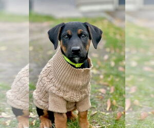 Doberman Pinscher-Unknown Mix Dogs for adoption in Buffalo, MN, USA