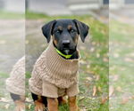 Small Doberman Pinscher Mix