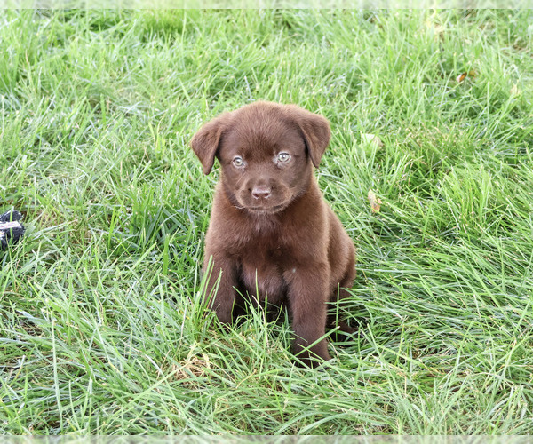 Medium Photo #2 Labrador Retriever Puppy For Sale in SYRACUSE, IN, USA