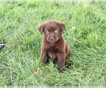 Small #1 Labrador Retriever