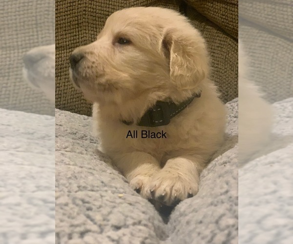 Medium Photo #8 Pyredoodle Puppy For Sale in MARION, IN, USA