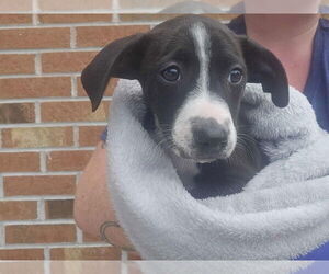 Mutt Dogs for adoption in Candler, NC, USA