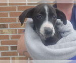 Small Mutt