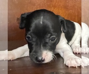 Rat Terrier Puppy for sale in WHITAKERS, NC, USA