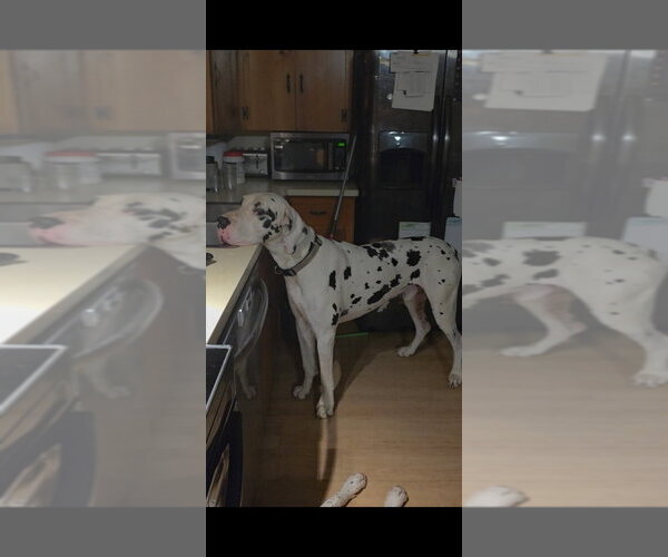 Medium Photo #4 Great Dane Puppy For Sale in Bullard, TX, USA