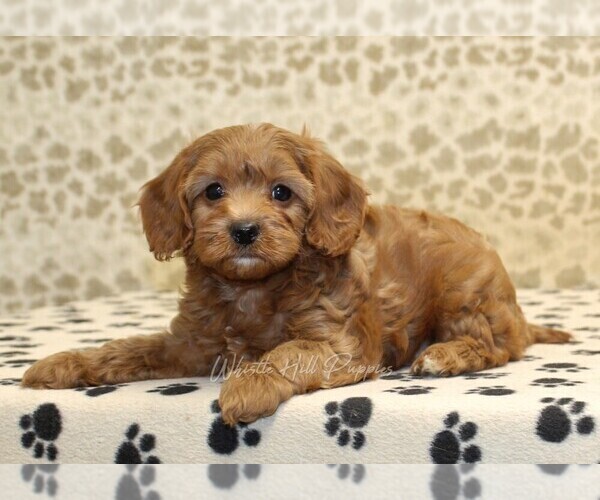 Medium Photo #2 Cavapoo Puppy For Sale in DENVER, PA, USA
