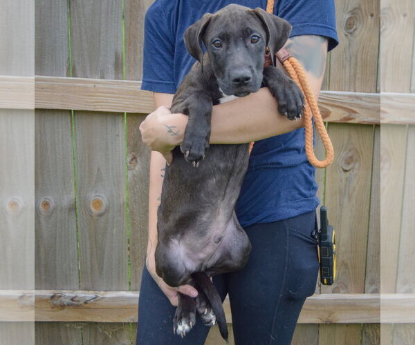Medium Photo #3 Unknown-Vizsla Mix Puppy For Sale in Huntley, IL, USA