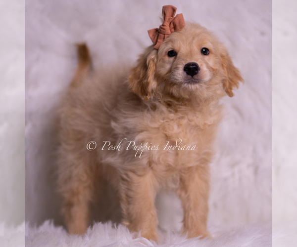 Medium Photo #8 Goldendoodle (Miniature) Puppy For Sale in WARSAW, IN, USA