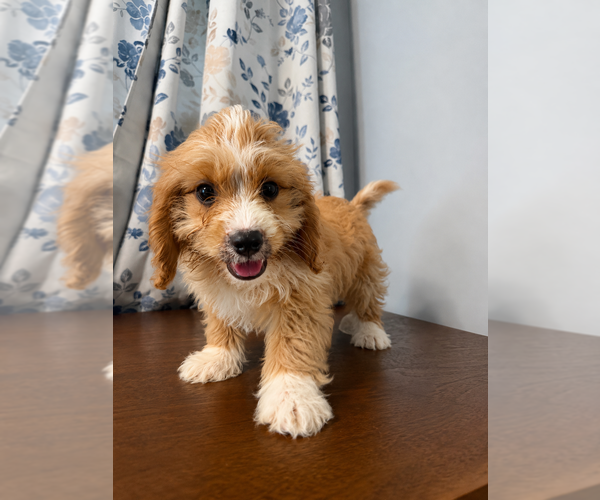 Medium Photo #28 Cavapoo (Miniature) Puppy For Sale in DURHAM, CT, USA