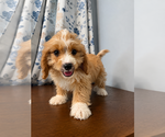 Small #27 Cavapoo (Miniature)