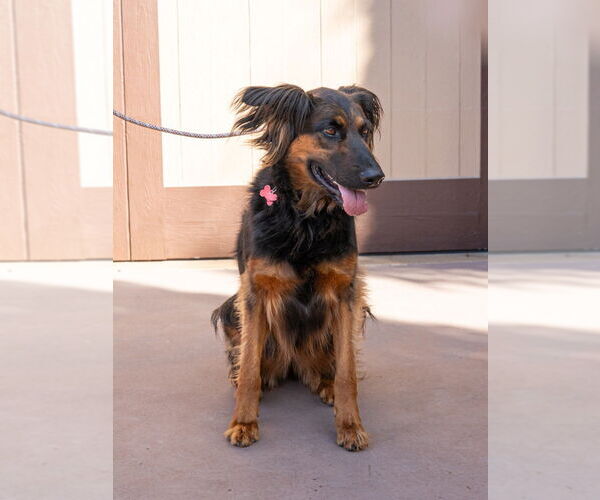 Medium Photo #3 German Shepherd Dog-Unknown Mix Puppy For Sale in Lake Forest, CA, USA