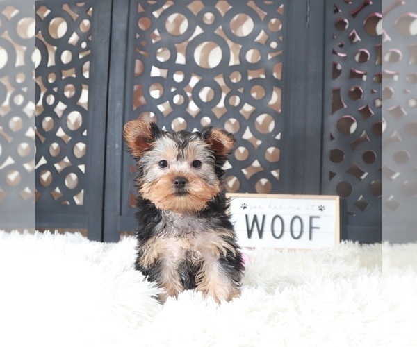 Medium Photo #3 Yorkshire Terrier Puppy For Sale in MOUNT VERNON, OH, USA