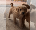 Small Photo #4 Labradoodle Puppy For Sale in MESA, AZ, USA