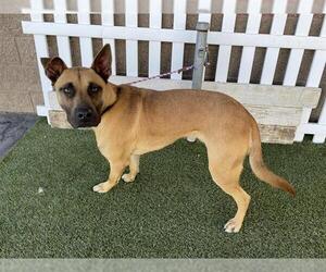 Mutt Dogs for adoption in Modesto, CA, USA