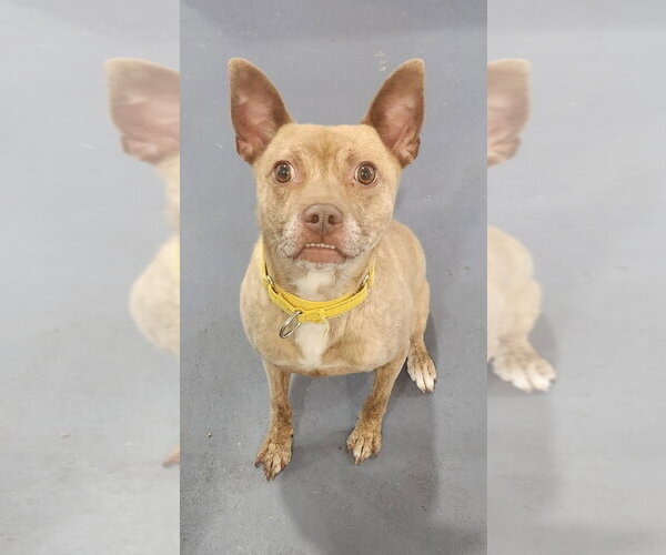 Medium Photo #6 Mutt Puppy For Sale in Walnutport, PA, USA