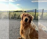 Small Photo #1 Golden Retriever Puppy For Sale in DE BEQUE, CO, USA