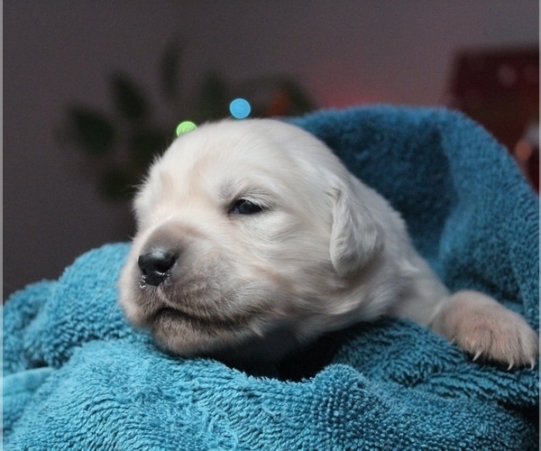 Medium Photo #4 English Cream Golden Retriever Puppy For Sale in BELLEFONTE, PA, USA