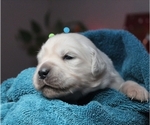Small Photo #4 English Cream Golden Retriever Puppy For Sale in BELLEFONTE, PA, USA