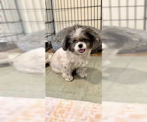 Shih Tzu Dogs for adoption in Weston, FL, USA