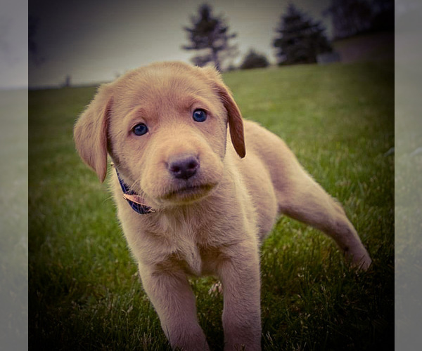 Medium Photo #5 Labrador Retriever Puppy For Sale in MILLMONT, PA, USA