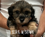 Small #5 Poovanese