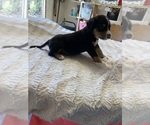 Puppy 7 Greater Swiss Mountain Dog