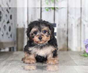 Yorkshire Terrier Puppy for sale in MOUNT VERNON, OH, USA