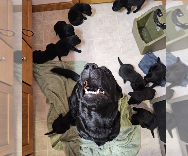 Medium Photo #9 Labrador Retriever Puppy For Sale in FARGO, ND, USA