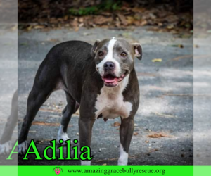 American Pit Bull Terrier-Unknown Mix Dogs for adoption in Pensacola, FL, USA