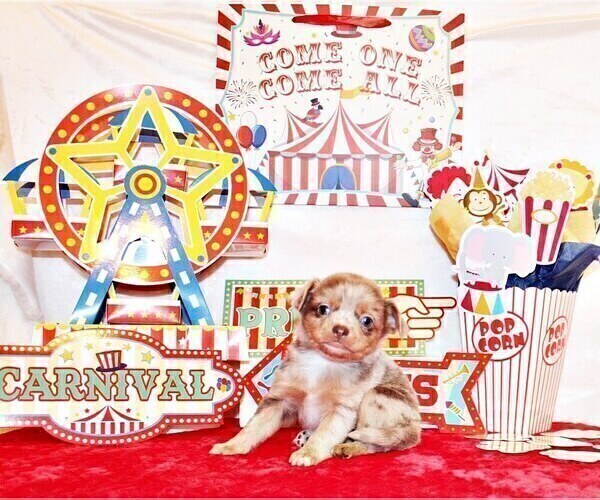 Medium Photo #9 Chihuahua Puppy For Sale in CHARLESTON, AR, USA