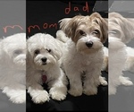 Small Photo #14 Morkie Puppy For Sale in CHICAGO, IL, USA