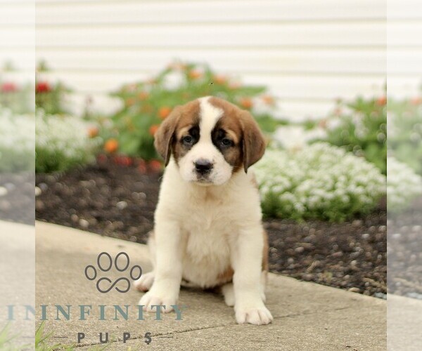 Medium Photo #4 Saint Bernard Puppy For Sale in MARIETTA, PA, USA