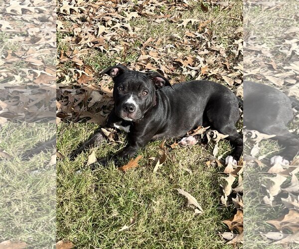 Medium Photo #2 Mutt Puppy For Sale in Katy, TX, USA
