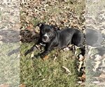 Small #1 Mutt