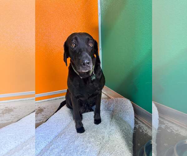 Medium Photo #6 Labrador Retriever-Unknown Mix Puppy For Sale in Houston, TX, USA