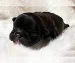 Small #4 American Bullnese
