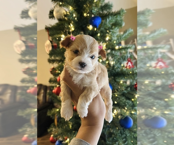 Medium Photo #4 Maltipoo Puppy For Sale in EL PASO, TX, USA