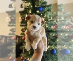 Small Photo #4 Maltipoo Puppy For Sale in EL PASO, TX, USA