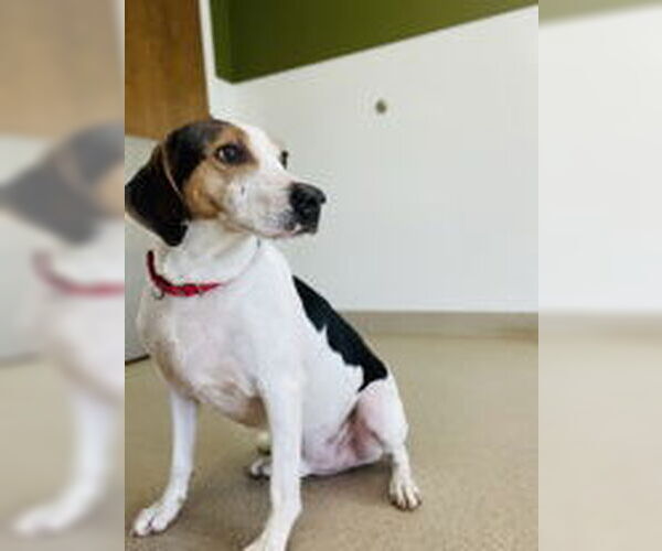 Medium Photo #4 Mutt Puppy For Sale in Oskaloosa, IA, USA